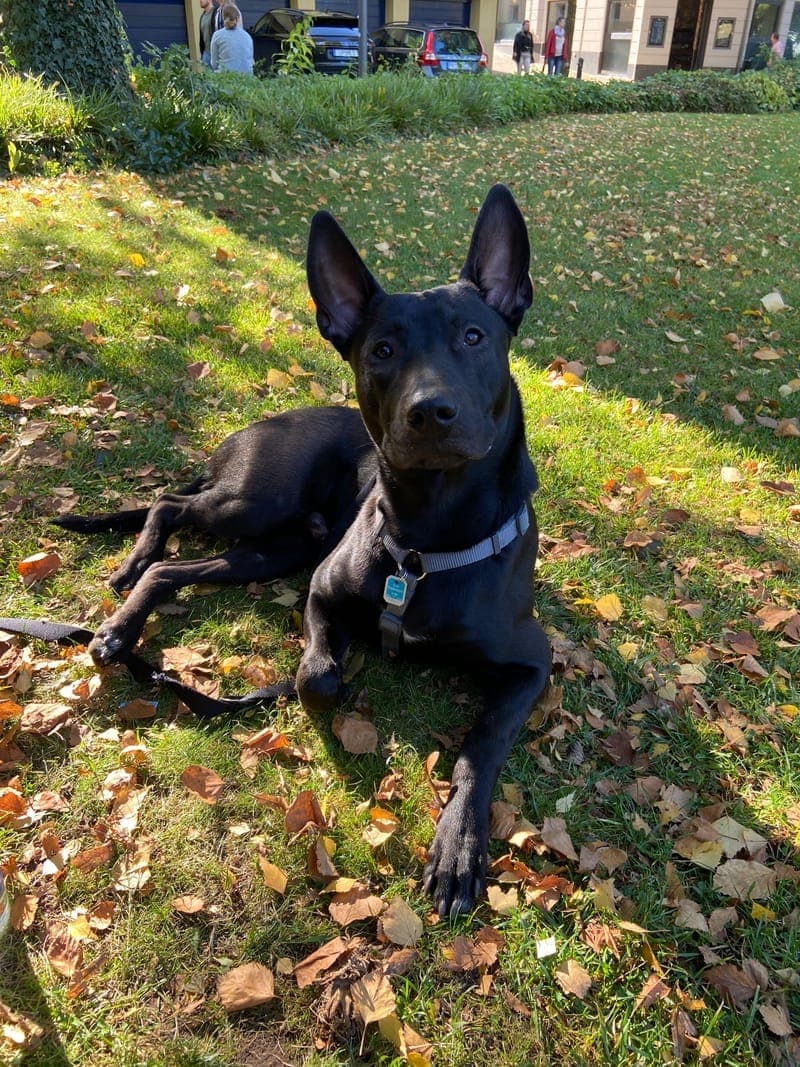 Henry – Bürohund